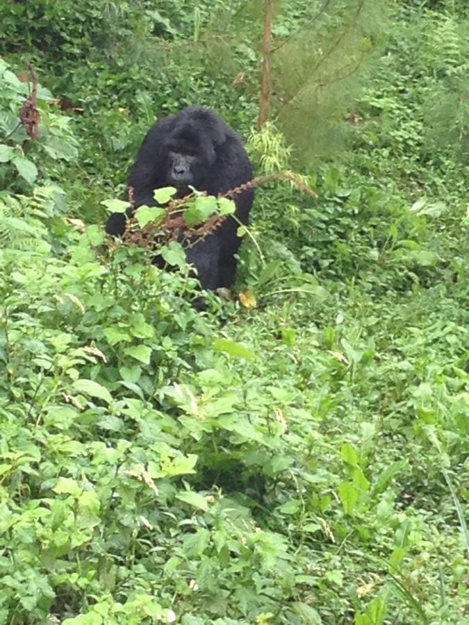 Rushaga Gorilla Lodge Bugambira Εξωτερικό φωτογραφία